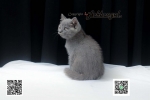 Cute Cat6
