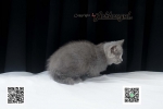 Cute Cat6