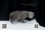 Cute Cat6