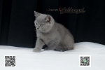 Cute Cat6