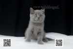 Cute Cat6