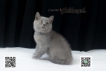 Cute Cat6