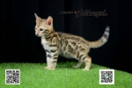 Cute Cat5