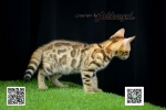 Cute Cat5