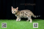 Cute Cat5