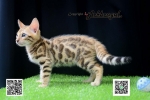Cute Cat5