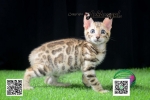 Cute Cat5