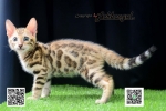 Cute Cat5