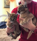 Cute Cat4