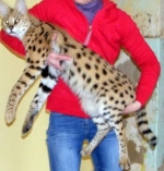 Cute Cat4
