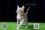 Cute Cat3