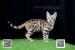 Cute Cat3