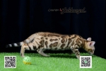 Cute Cat3