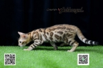 Cute Cat3