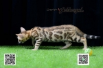 Cute Cat3