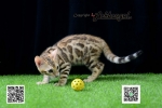 Cute Cat8