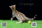 Cute Cat3