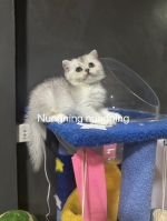 Cute Cat7