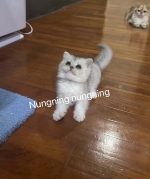 Cute Cat7