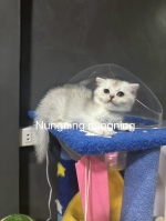 Cute Cat7