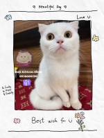 Cute Cat2