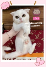 Cute Cat6