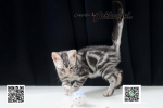 Cute Cat7