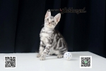 Cute Cat5