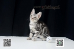 Cute Cat5