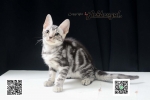 Cute Cat5