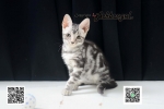 Cute Cat5