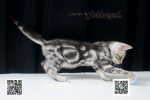 Cute Cat5