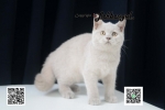 Cute Cat4