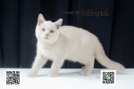 Cute Cat4