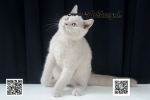 Cute Cat4