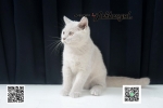 Cute Cat4