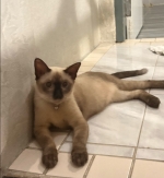 Cute Cat3