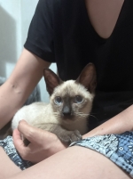 Cute Cat3