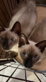 Cute Cat3
