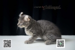 Cute Cat5