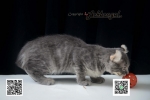 Cute Cat6