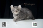 Cute Cat4