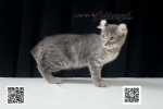 Cute Cat4