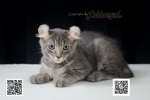 Cute Cat3