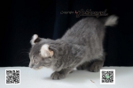 Cute Cat3