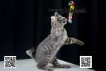 Cute Cat7
