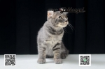 Cute Cat4