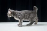 Cute Cat7