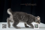 Cute Cat7
