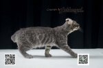 Cute Cat3